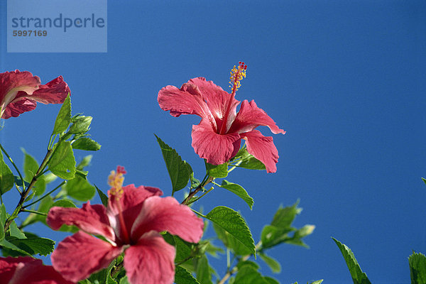 Rosa Hibiskus Blüten  Bermuda  Mittelamerika