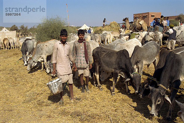 Vieh-Messe in der Nähe von Dechhu  nördlich von Jodhpur  Bundesstaat Rajasthan  Indien  Asien