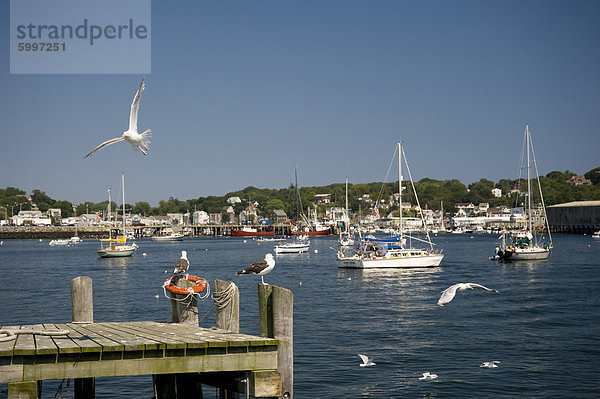 Boote und Möwen in Gloucester Harbor  Gloucester  Massachusetts  Neuengland  Vereinigte Staaten von Amerika  Nordamerika