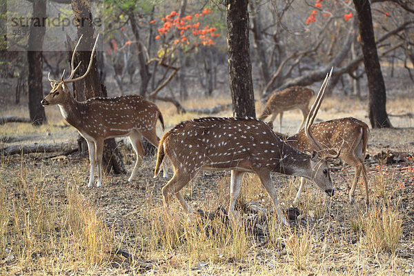 Entdeckt von Hirsch  Ranthambore Nationalpark  Rajasthan  Indien  Asien