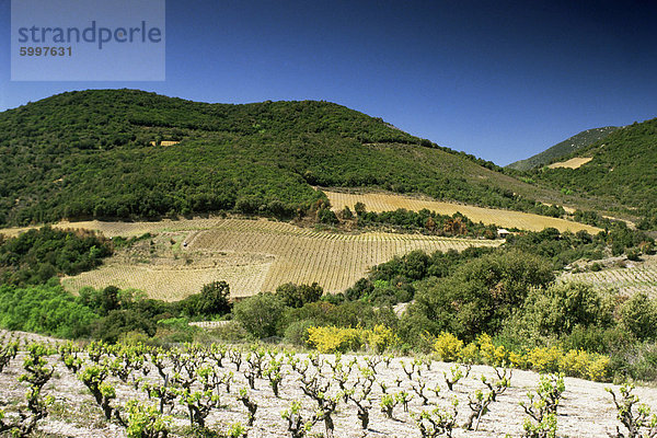 Corbiere Weinberge in der Nähe von Durban  Languedoc-Roussillon  Frankreich  Europa
