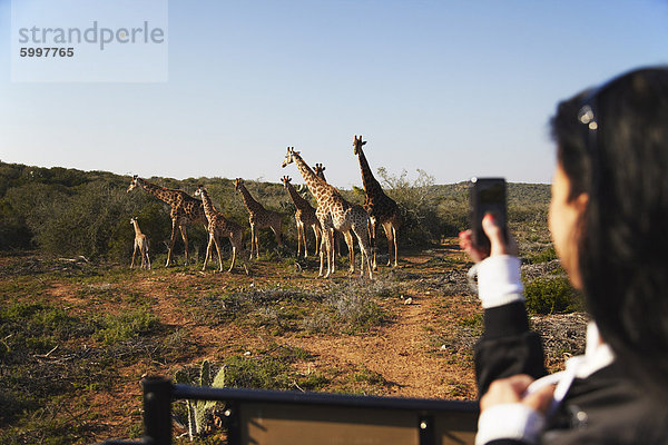 Frau fotografieren Giraffen  Addo Elephant Park  Eastern Cape  Südafrika  Afrika