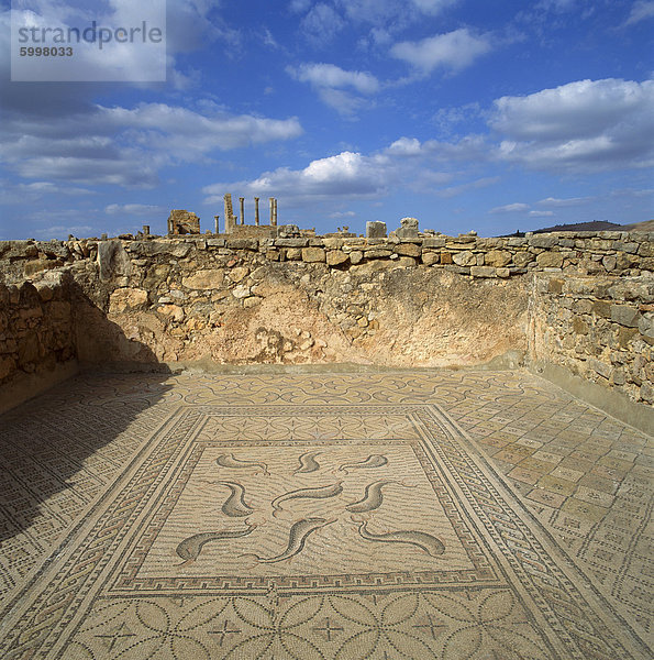 Mosaike aus dem 3. Jahrhundert römische Stadt von Volubilis  UNESCO Weltkulturerbe  Marokko  Nordafrika  Afrika