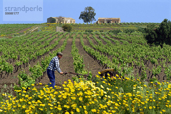 Mann mit Maschine  die Pflege der Reben im Frühjahr in einem Weinberg in der Nähe von Marsala auf Sizilien  Italien  Europa