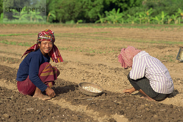 Landwirte  die Anpflanzung von Knoblauch in einem Feld in Kambodscha  Indochina  Südostasien  Asien