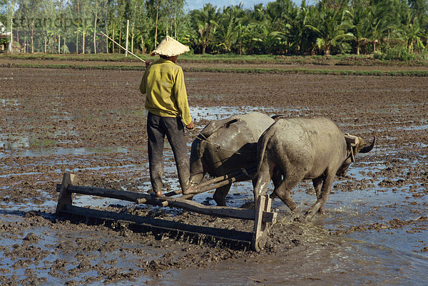 Bauer mit Ochsen Zeichnung Pflug in überfluteten Feldern in der Nähe von Myrtho im Delta des Mekong River  Vietnam  Indochina  Südostasien  Asien