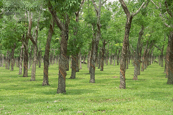 Bäume in einer Gummi-Plantage in Vung Tau  Vietnam  Indochina  Südostasien  Asien