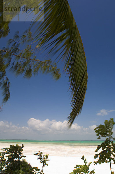 Einen Palmenzweig oberhalb des Strandes  Strand Michamvi  Zanzibar  Tansania  Ostafrika  Afrika