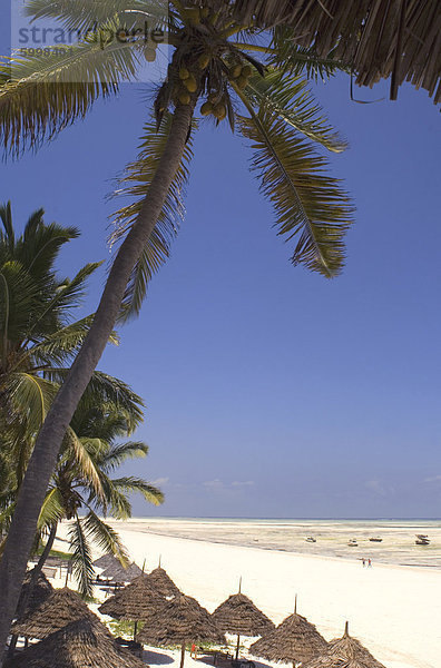 Brückensystem Sonnenschirme am Strand von Paje  Zanzibar  Tansania  Ostafrika  Afrika