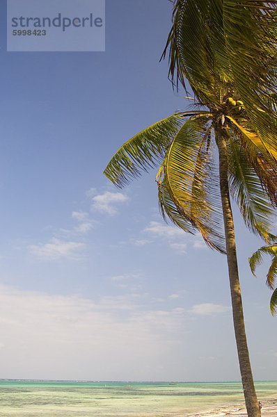 Eine Palme oben Smaragdmeer  Pingwe  Tansania  Ostafrika  Afrika