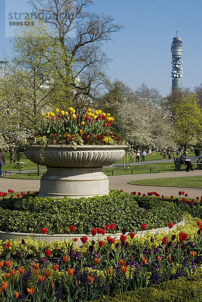 Feder Anzeige von Tulpen  Regents Park  London NW1  England  Vereinigtes Königreich  Europa