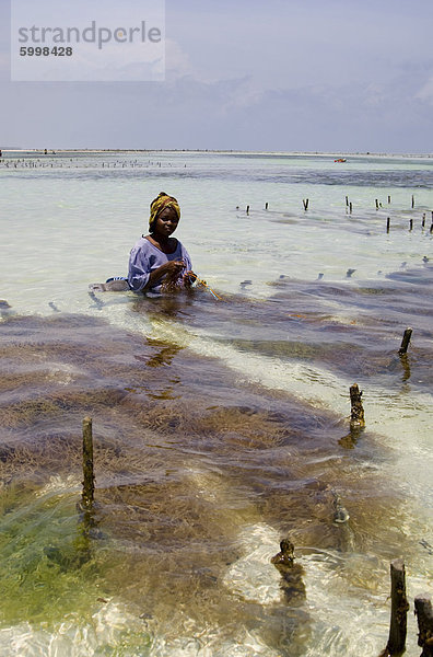 Eine Frau in einem bunten Kleid und Kopftuch sitzt im Meer ernten Algen  Paje  Zanzibar  Tansania  Ostafrika  Afrika