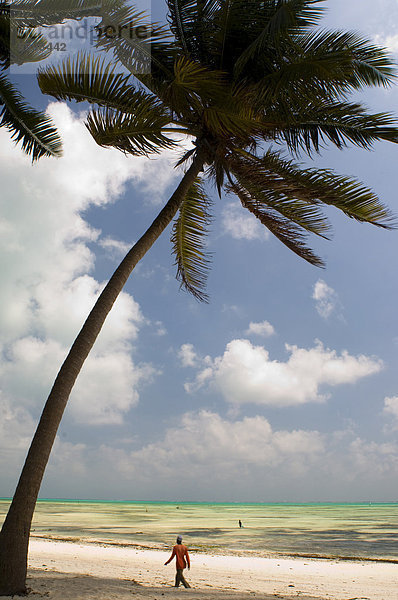 Eine Palme oben am Jambiani Beach  Sansibar  Tansania  Ostafrika  Afrika