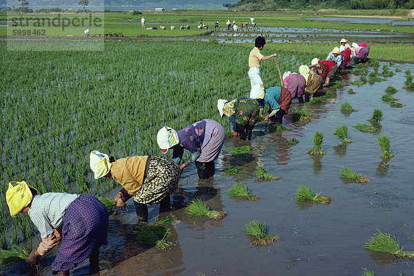 Linie der Frauen Pflanzen Reis in überfluteten Reisfeldern auf Wando Island  Korea  Asien