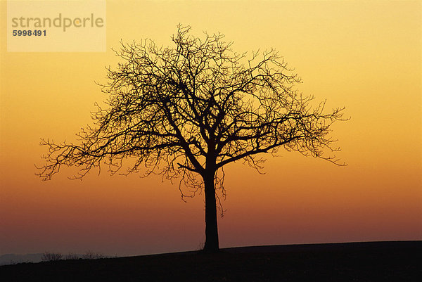Kahler Baum silhouetted in der Morgendämmerung  Dordogne  Frankreich  Europa