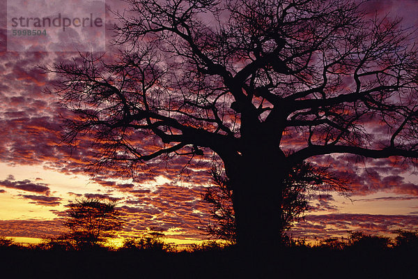 Baobab-Baum silhouetted von spektakulären Sonnenaufgang  Kenia  Ostafrika  Afrika