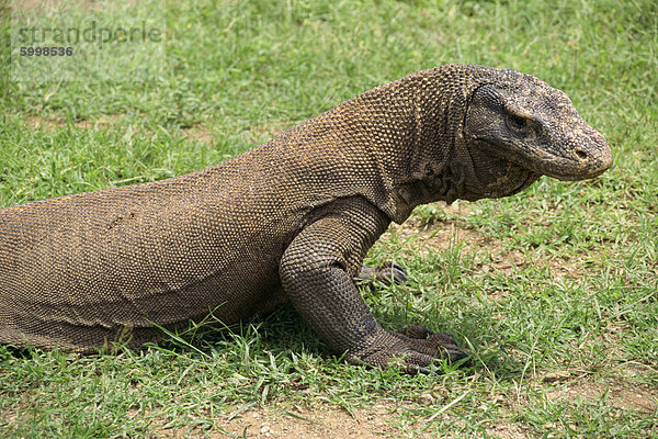 Komodo Dragon  Komodo-Inseln  Indonesien  Südostasien  Asien