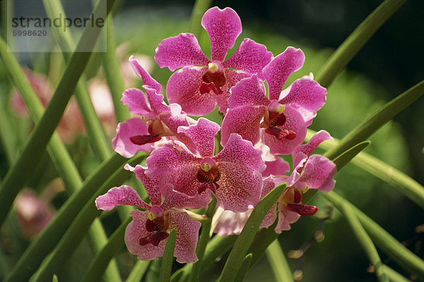 Rosa Orchidee blüht in der Orchideengarten auf Sentosa  Singapur  Südostasien  Asien