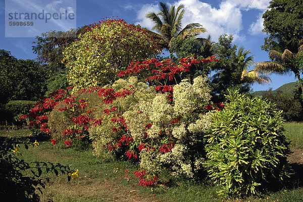 Detail von den Gärten der Caribelle Batik-Büros  Romney Manor  St. Kitts  Leeward-Inseln  West Indies  Caribbean  Mittelamerika