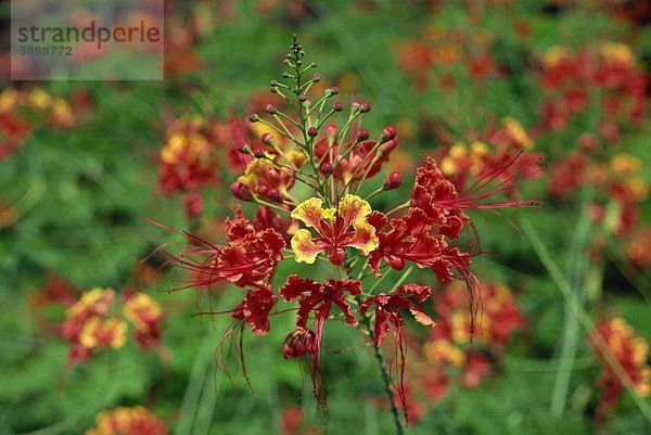 Close-up der rote Blüten auf Pulau Manukan offshore Insel Tunku Abdul Rahman Park  Kota Kinabalu  der Insel Borneo  der Nordspitze  Sabah  Malaysia  Südostasien  Asien