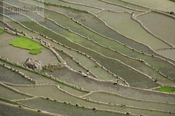 Luftbild der Reisterrassen rund um das Dorf Batad in der Mountain Province im Norden Luzon Island  die Philippinen  Südostasien  Asien