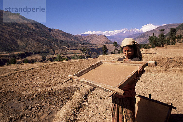 Lhokta Papier wird getränkt und getrocknet in der Sonne in Holzrahmen auf eine UNO-Förderprojekt  Bhaktapur (Bhadgaun)  Nepal  Asien