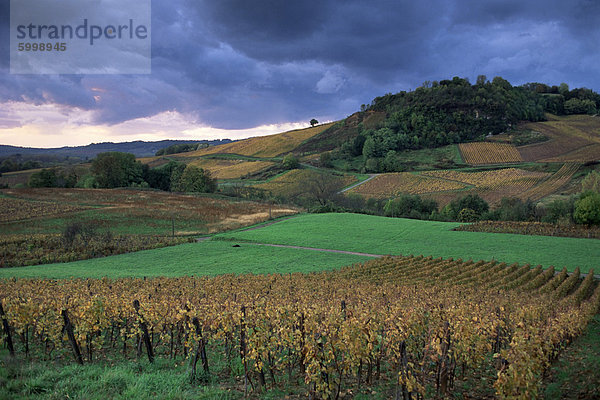 Weinberge in der Nähe von Chateau Chalon  Jura  Franche-Comte  Frankreich  Europa