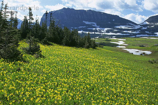 Wiese der Gletscher Lilien  mit Rocky Hochgebirge hinter  Glacier National Park  Montana  Vereinigte Staaten von Amerika  Nordamerika
