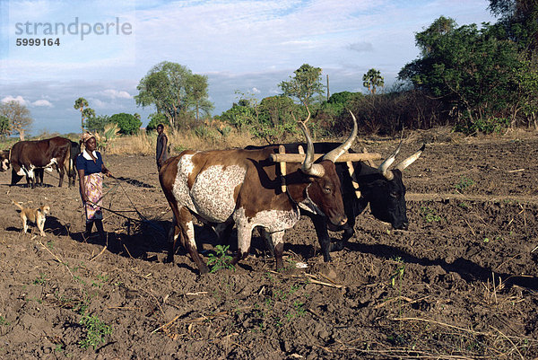 Ochsen Pflügen Feld mit Frau hinter  Sambia  Afrika