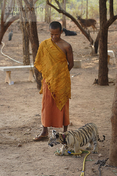 Buddhistischer Mönch wacht über ein TIGERJUNGES bei Tiger Tempel  Kanchanaburi  Thailand  Südostasien  Asien