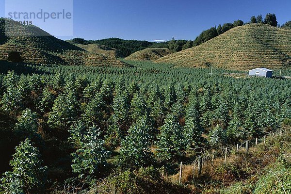 Baum Plantage nördlich von Rotorua in der Region Bay of Plenty  Nordinsel  Neuseeland  Pazifik