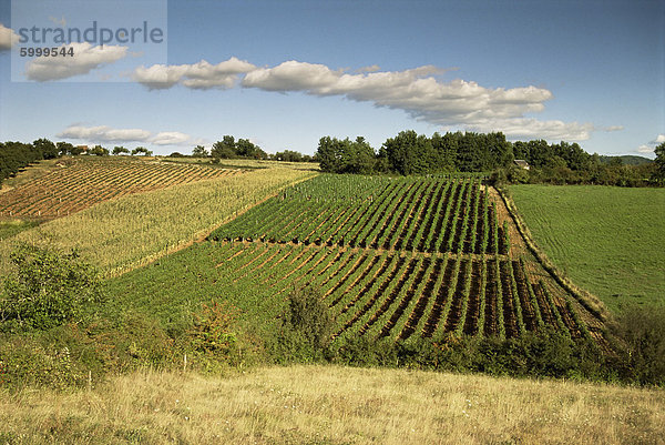 Weinberge in der Nähe von Geaune  Tursan  Landes  Aquitaine  Frankreich  Europa
