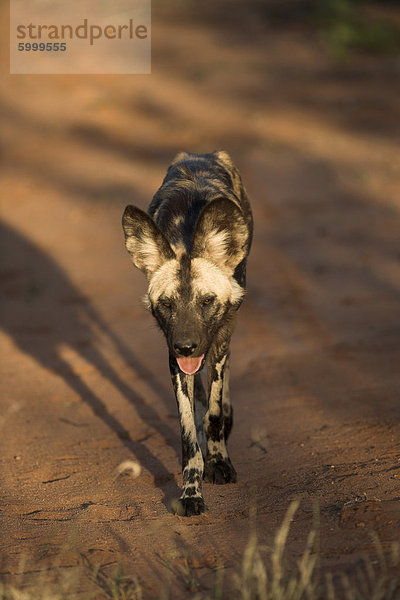 Südliches Afrika Südafrika Hyänenhund Afrikanische Wildhund Lycaon pictus Afrika