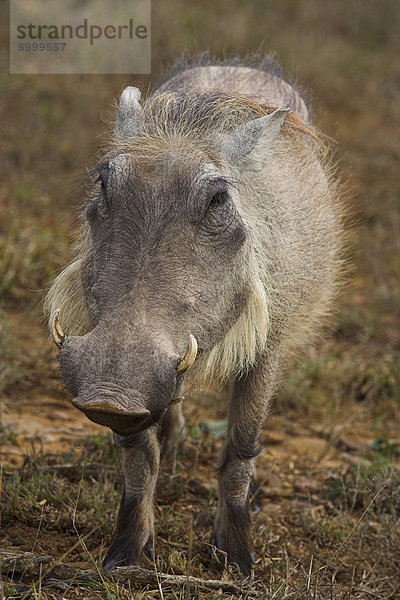 Warzenschwein  Phacochoerus Aethiopicus  Addo Elephant National Park  Südafrika  Afrika