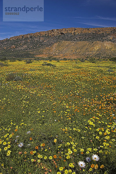 Jährliche Frühling Wildlflower Teppiche  Biedouw Valley  Western Cape  Südafrika  Afrika