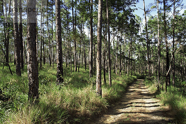 Weg durch Kiefern  Mountain Pine Ridge  Belize  Mittelamerika