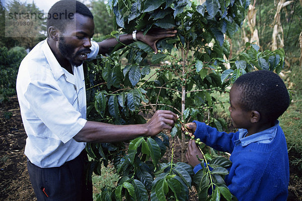 Schulkinder lernen über Kaffee  Kenia  Ostafrika  Afrika