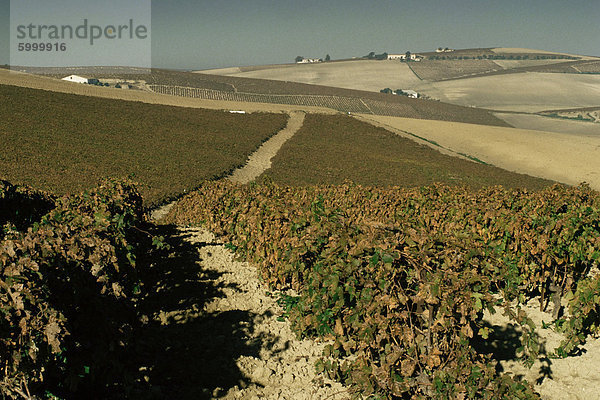 Weinberge in der Nähe von Jerez  Cadiz  Andalusien  Spanien  Europa