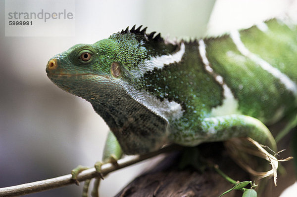 Fidschianische Hauben-Leguan  endemisch auf Fidschi  Fidschileguane Vitiensis  einer der weltweit seltensten Reptilien  Kulu Wildlife Park  Fiji  Pazifische Inseln  Pazifik