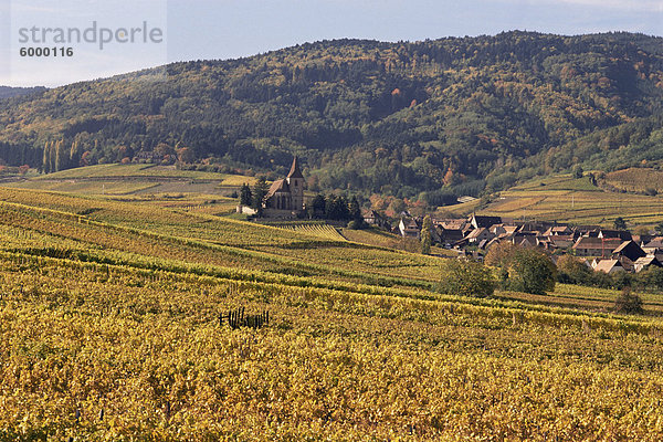 Weinberge  Hunawihr  Elsass  Frankreich  Europa