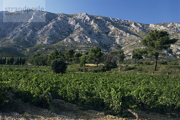 Weinberge und Montagne Sainte-Victoire  in der Nähe von AIX Bouches-du-Rhone  Provence  Frankreich  Europa