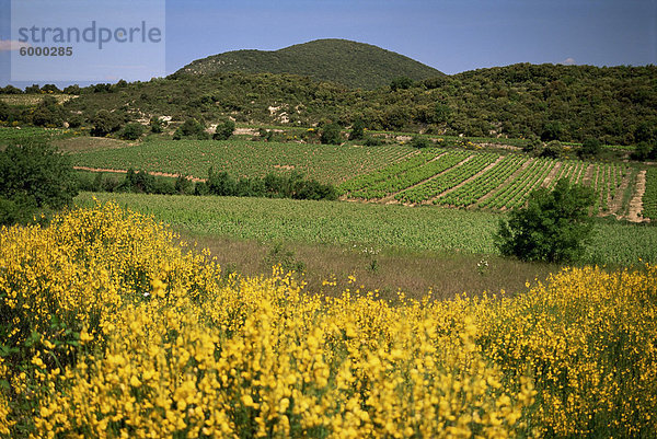 Weinberge in der Nähe von Moureze  Herault  Languedoc-Roussillon  Frankreich  Europa