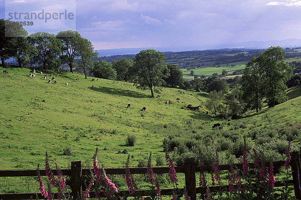 Blick vom Windmill Hill  Waseley Country Park in der Nähe von Rubery  Chapman 's Hill  Hereford & Worcester  England  Vereinigtes Königreich  Europa