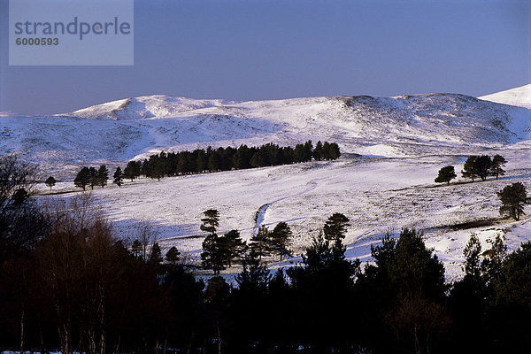 Kiefern auf Winter-Hügel  Cairngorm Mountains  Deeside  Hochlandregion  Schottland  Vereinigtes Königreich  Europa