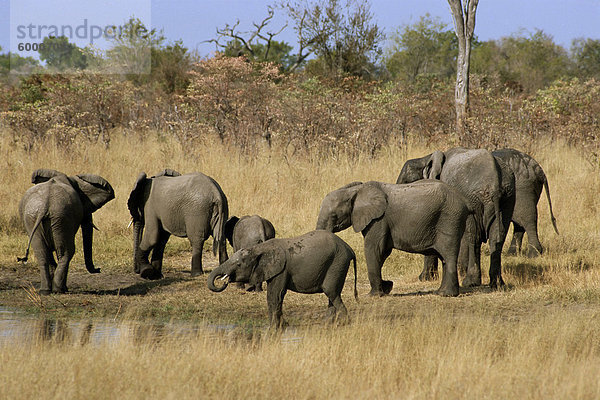 Afrikanische Elefanten am Wasserloch  Hwange-Nationalpark  Zimbabwe  Afrika trinken