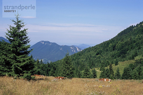 Kühe am Pass-Pass  1185m und Gipfel über Vrátna Dolina Tal  Mala Fatra Gebirge  Slowakei  Europa