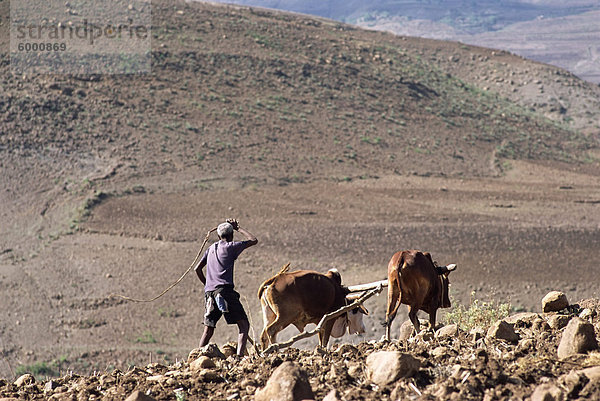 Man Pflügen mit Tieren auf unebenem Gelände  Lasta-Tal  Wollo Gebiet  Äthiopien  Afrika