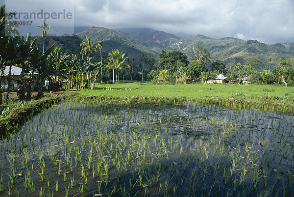 Reis Reisfelder  Moni  Insel Flores  Indonesien  Asien