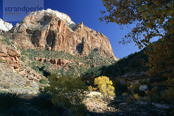 Der Ost-Tempel von Pine Creek im Herbst  Zion Nationalpark  Utah  Vereinigte Staaten von Amerika (U.S.A.)  Nordamerika