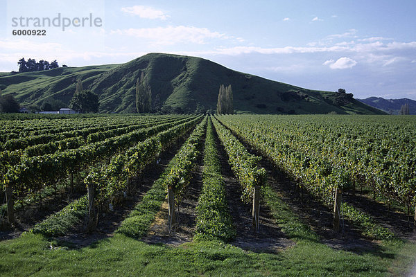 Zeilen der Reben im Weinberg  Gisborne  Ostküste  Nordinsel  Neuseeland  Pazifik